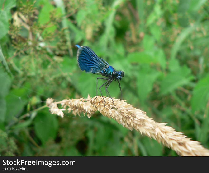 Blue dragonfly on the grass near summer river. Blue dragonfly on the grass near summer river