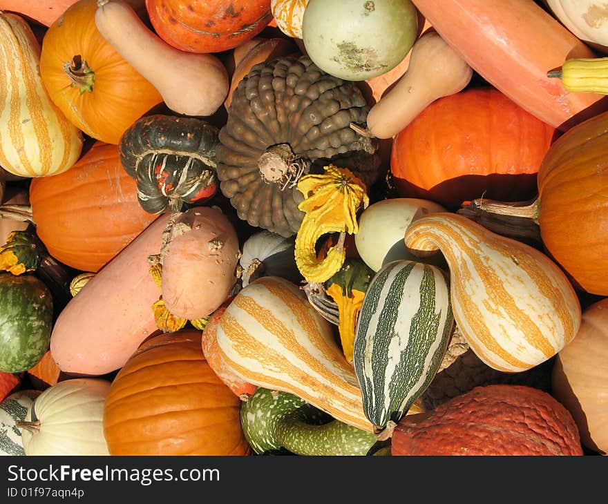 Pumpkins and gourds as background. Pumpkins and gourds as background