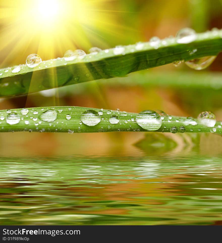 Green grass with raindrops reflected in water background