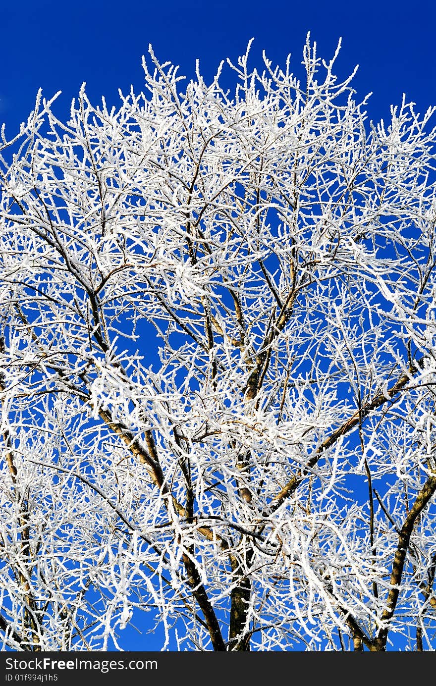 Winter Tree