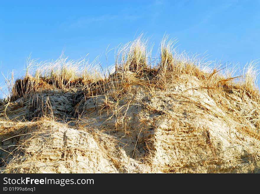 Wavy grass and sand along the sea. Wavy grass and sand along the sea