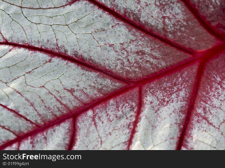 Macro image of white leaf with red veins. Macro image of white leaf with red veins