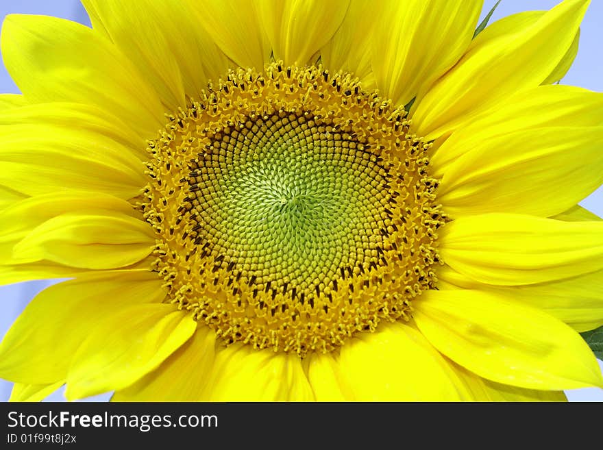 Beautiful yellow sunflower and close-up head flower. Beautiful yellow sunflower and close-up head flower