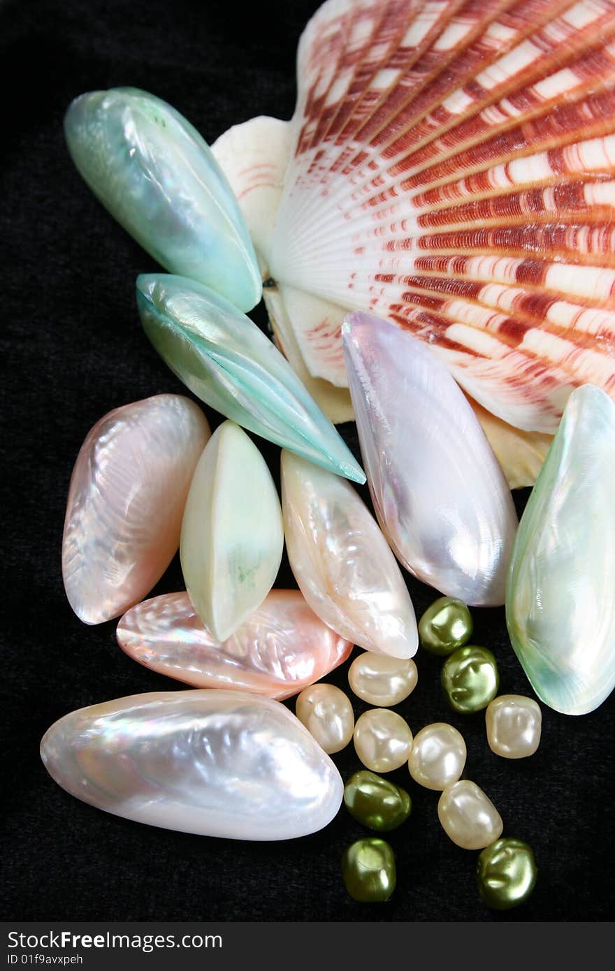 Seashells