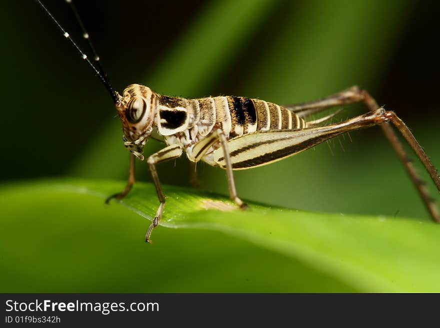 Brown Cricket side Macro over black background