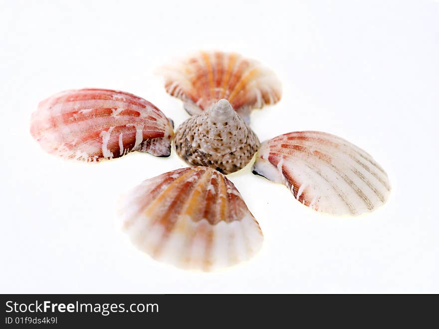 Five shells isolated on white