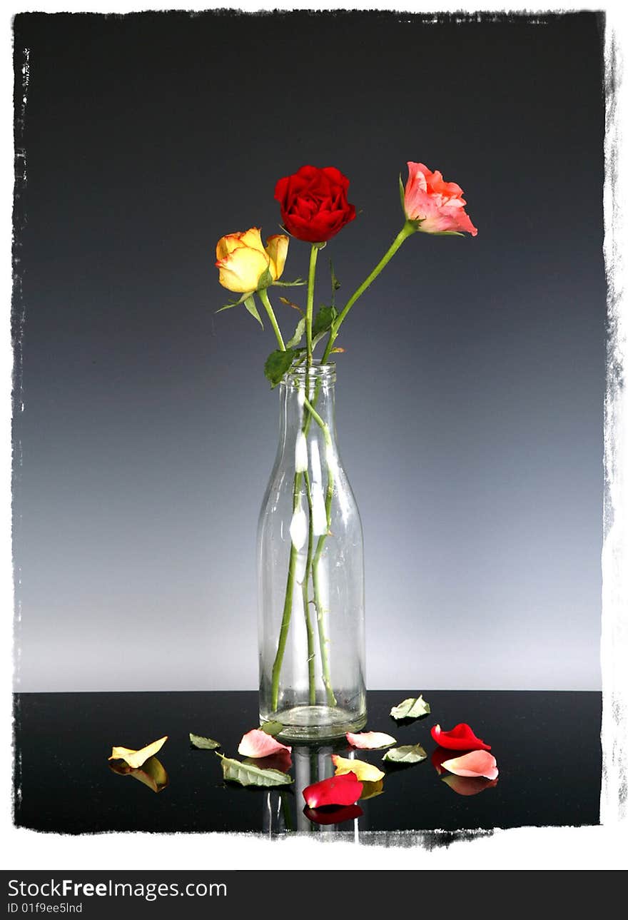 Roses in an old milk bottle