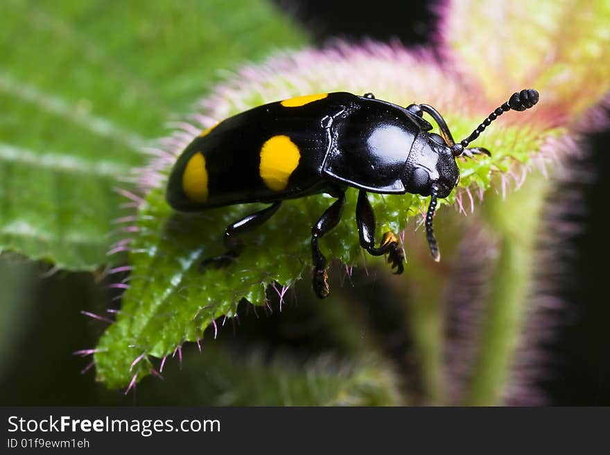 Black Yellow Dot Beetle On Flower