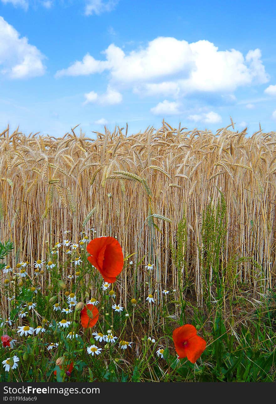 Poppies In The Field