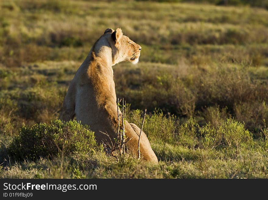 The hunting Lioness plans her next move. The hunting Lioness plans her next move