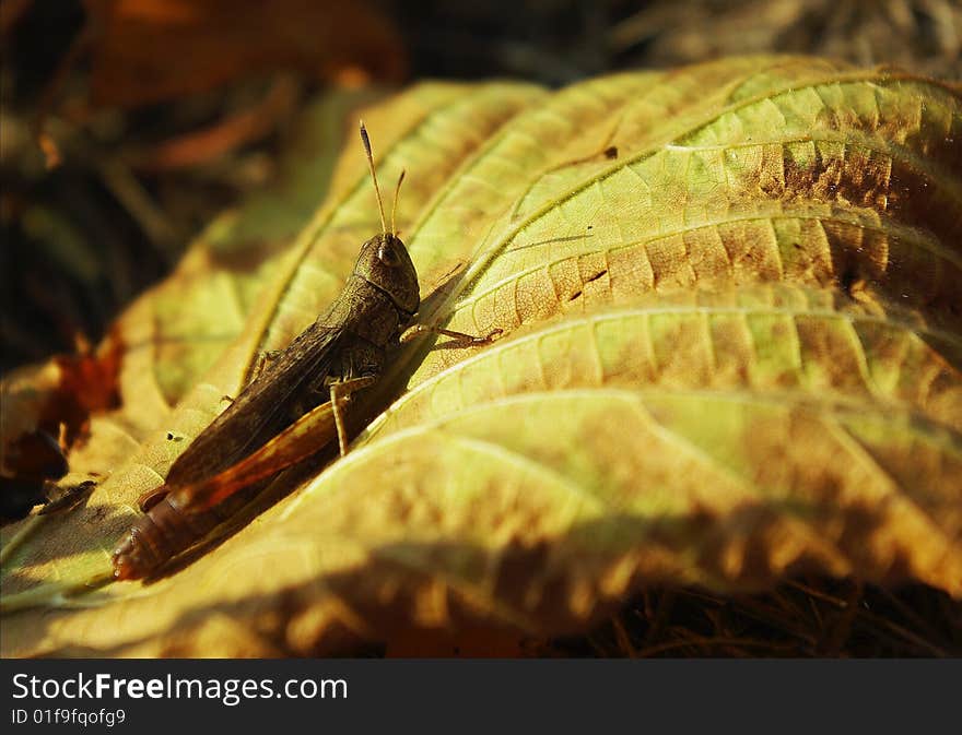 Locust on dry leaf,still life. Locust on dry leaf,still life.