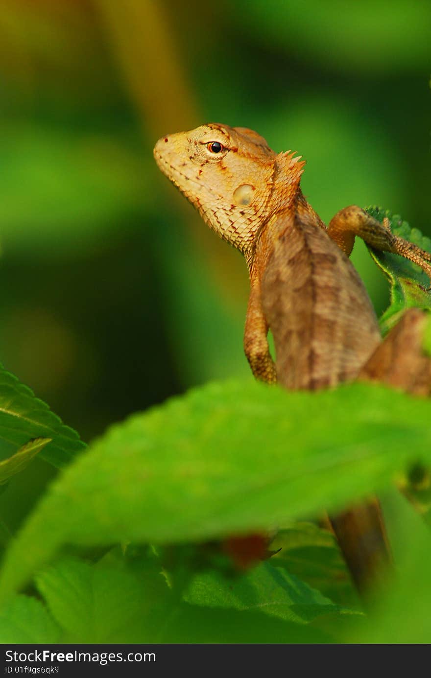 Evening, under the setting sun, a lizard in the thick patch of grass, it as if felt has a photographer to photograph for it, therefore it arrogant turns head exhibits a spirited posture