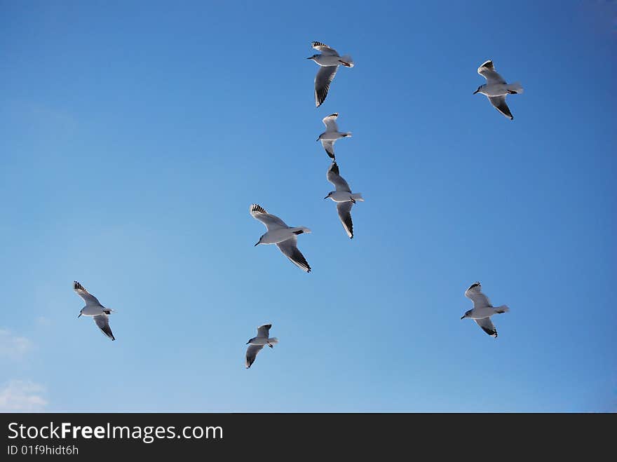 Flock of seagulls against the blue sky.