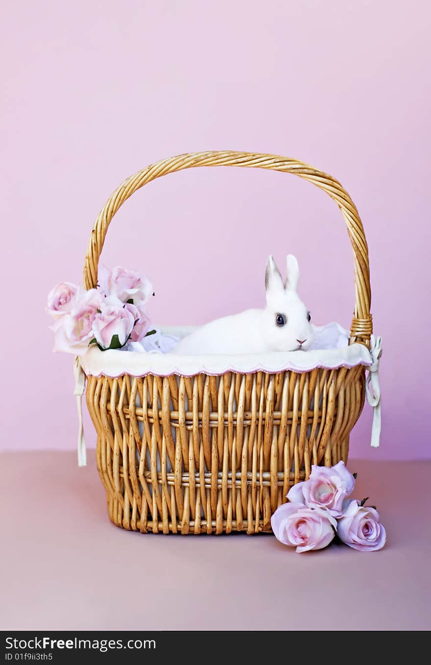 White dwarf bunny in a basket with roses, pink background copy space. White dwarf bunny in a basket with roses, pink background copy space