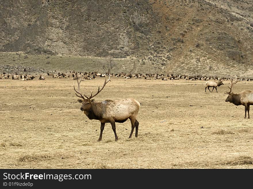 Bull elks in front of elk herd against mountain background. Bull elks in front of elk herd against mountain background.