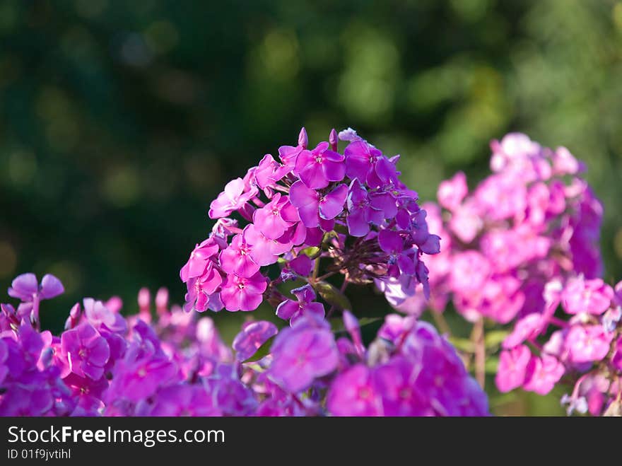 Pink Phlox