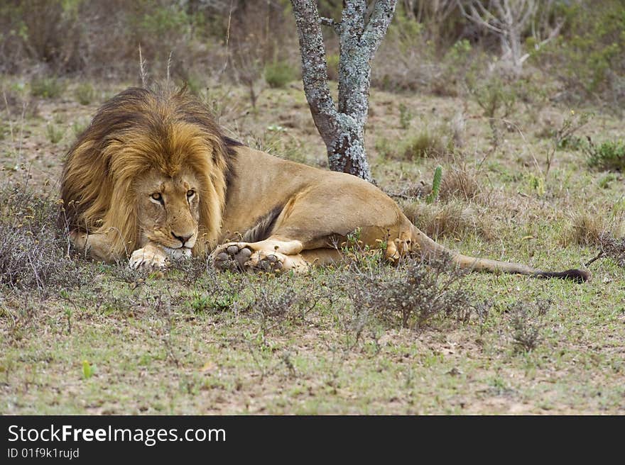 Resting Male Lion