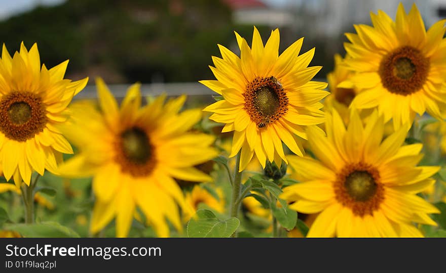 SunFlower With Bees