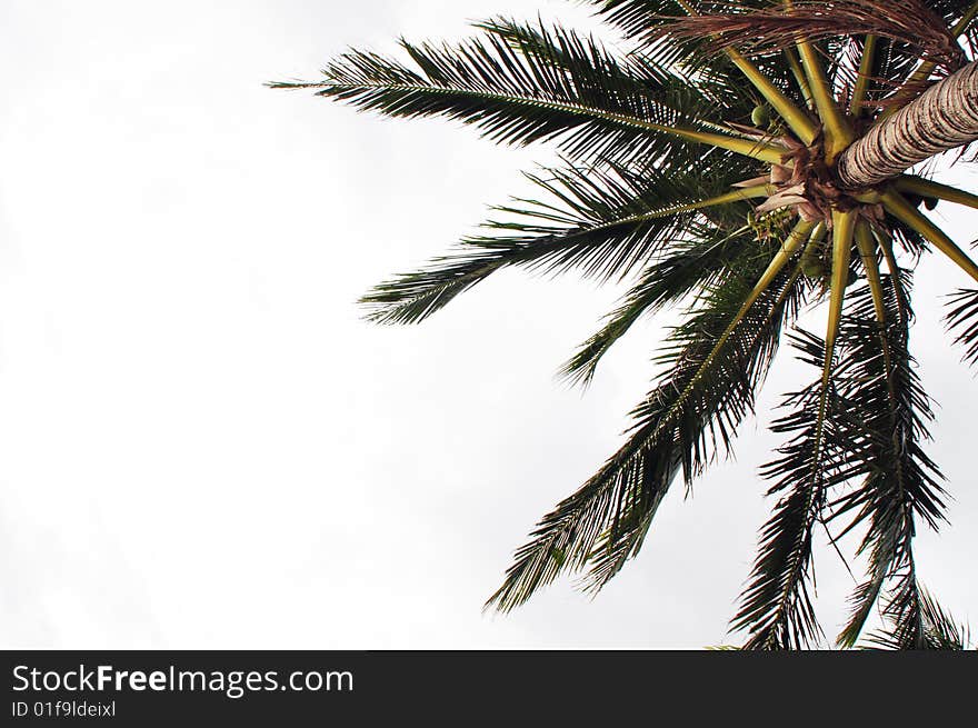 Coconut/Palm tree with white background.