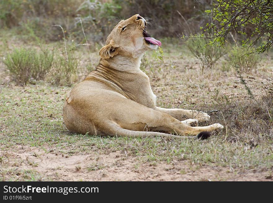 The young Lioness Yawns after waking up. The young Lioness Yawns after waking up