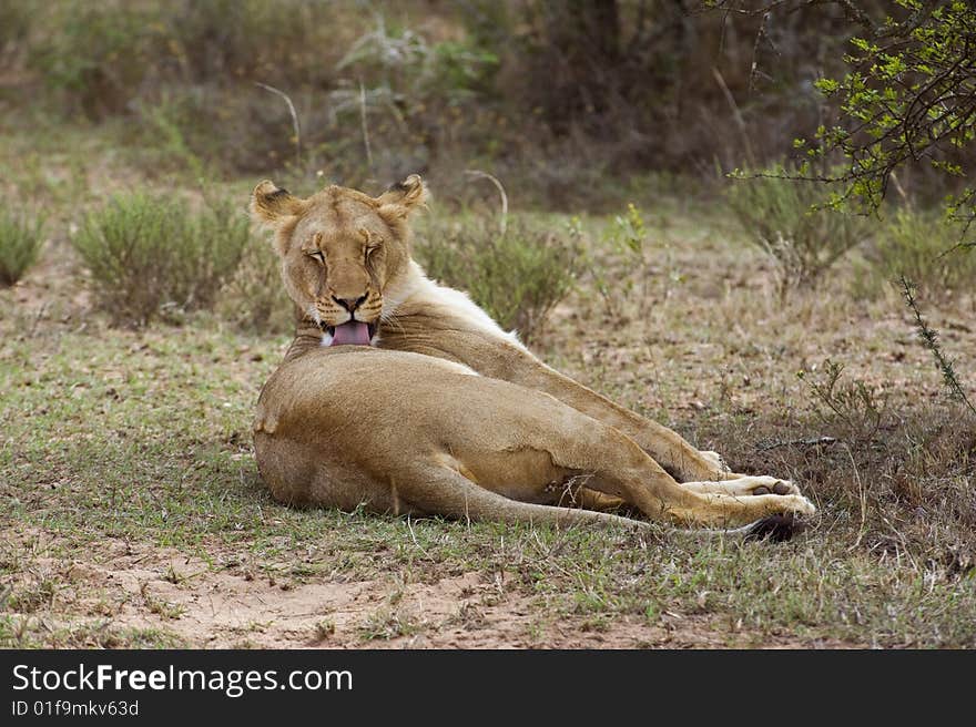 A Beautiful Lioness Cleans herself after waking up. A Beautiful Lioness Cleans herself after waking up