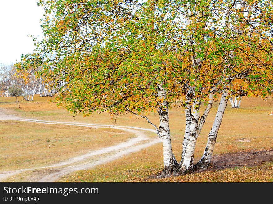 White birch and road