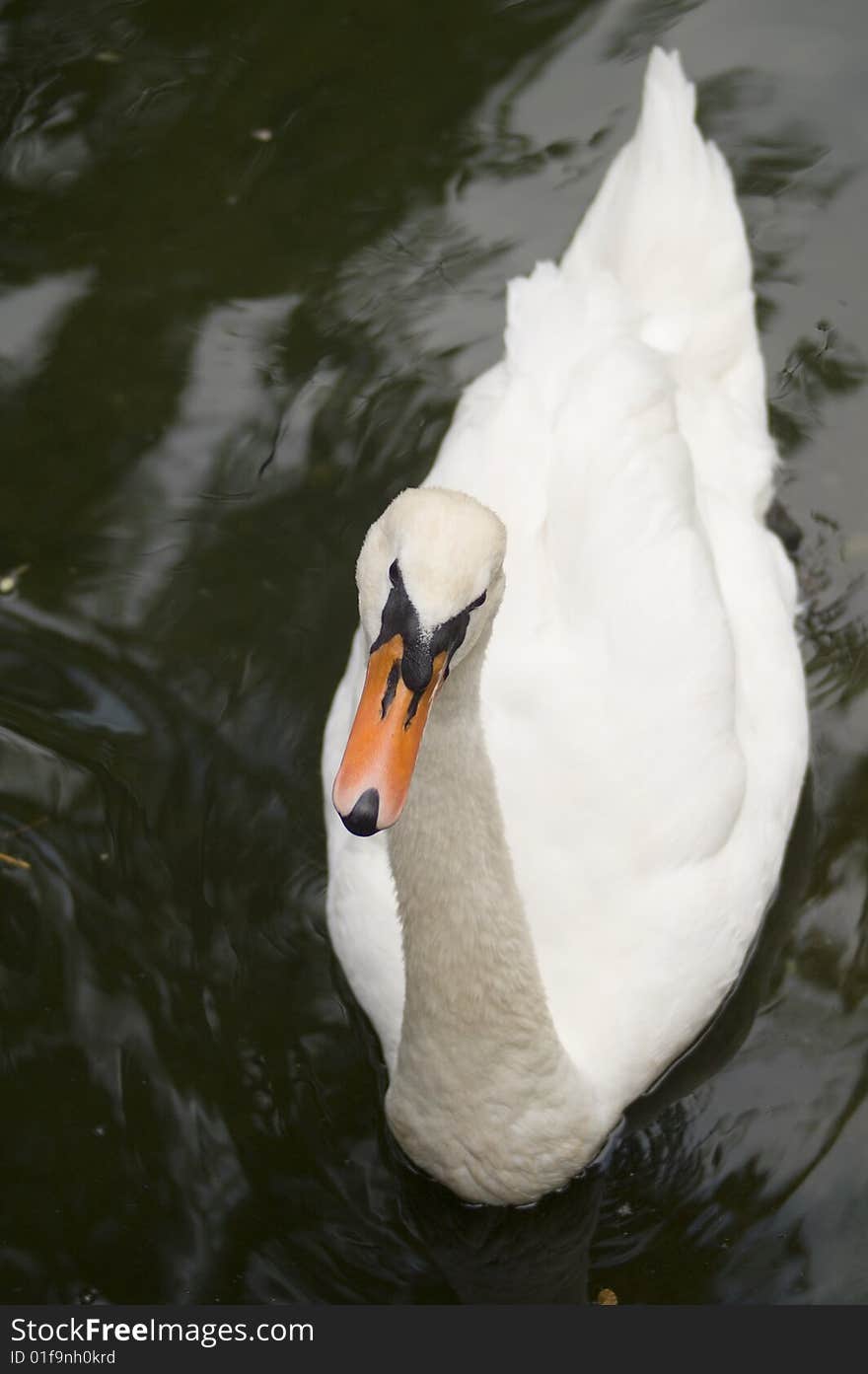 The white swan floats on lake. The white swan floats on lake.