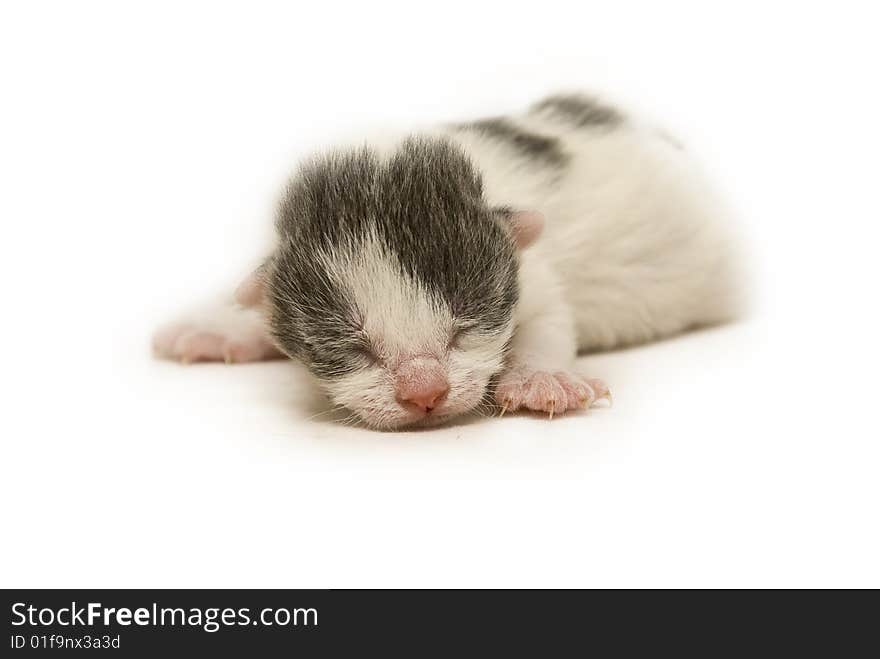 Newborn Kitten.