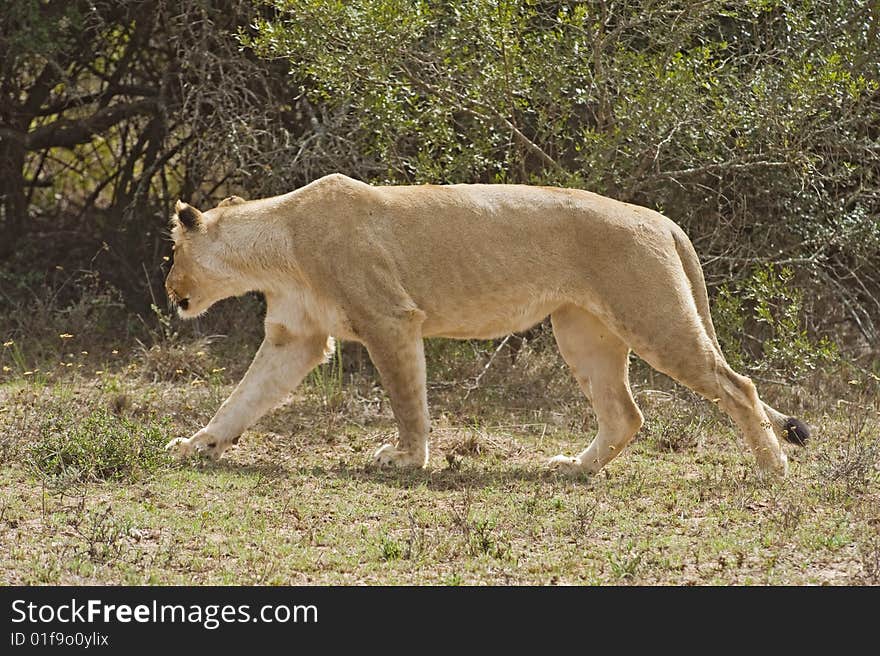 A young Lioness closes in on the final stages of the hunt. A young Lioness closes in on the final stages of the hunt