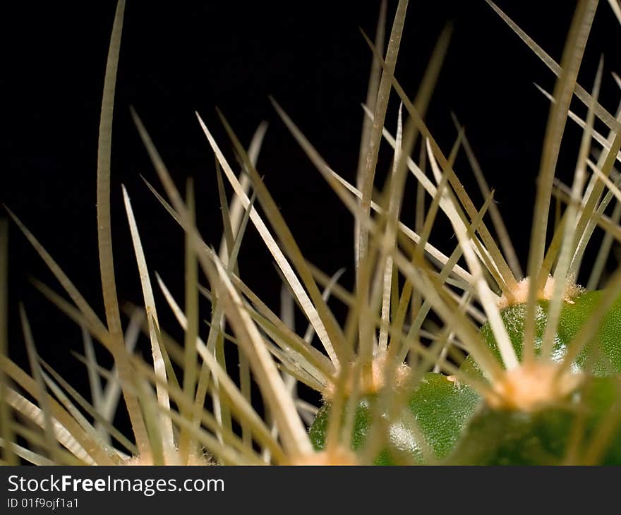 Prickles Of Cactus 02