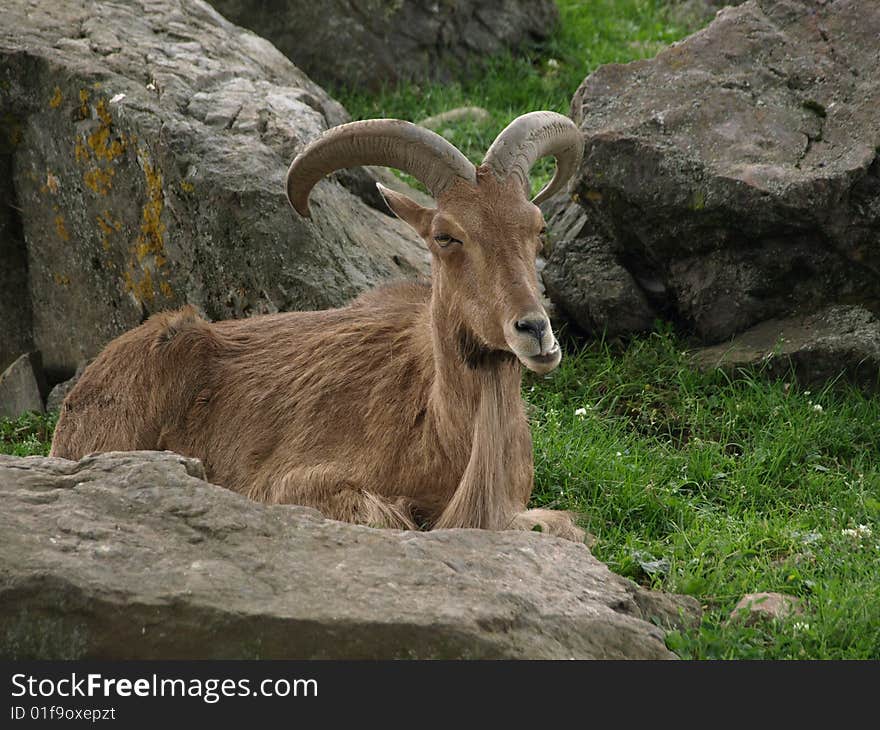 Mountain goats