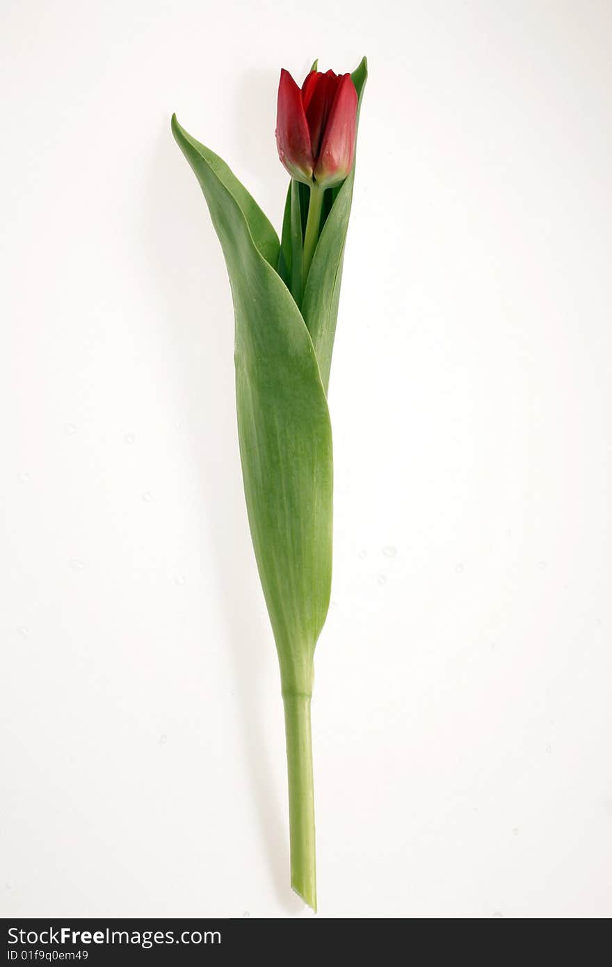 One Red tulip on white