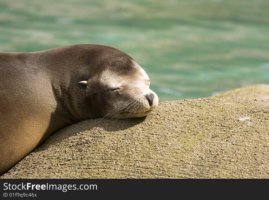 Young seal basking on a rock in the sun. Young seal basking on a rock in the sun