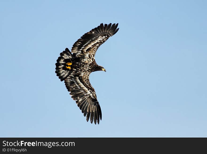 Wild bald eagle soaring high against blue sky with wings at full span. Wild bald eagle soaring high against blue sky with wings at full span