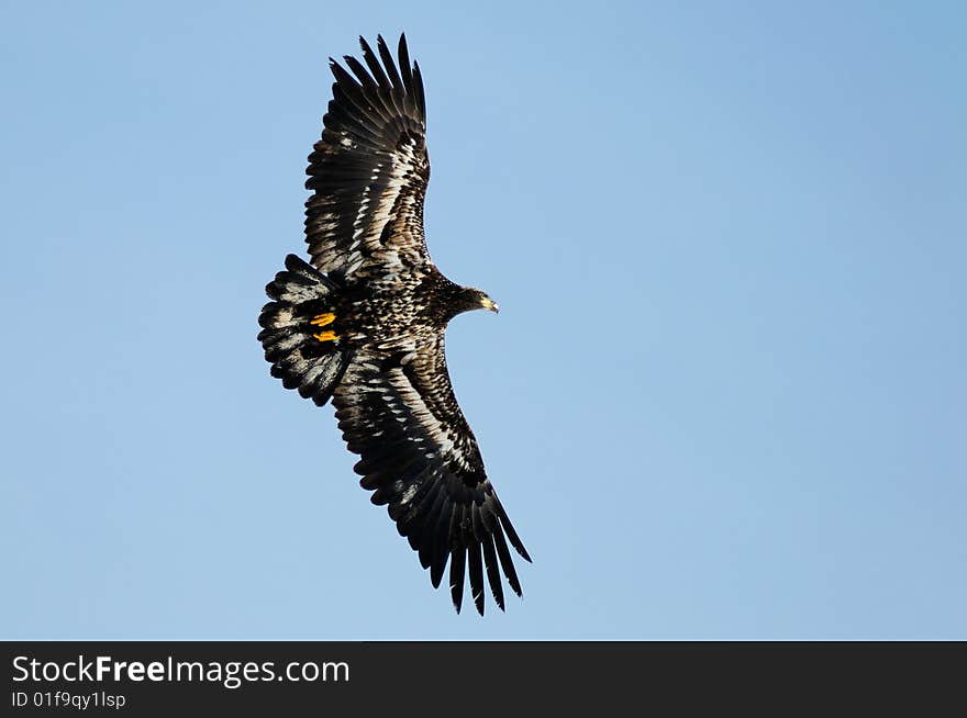 Wild Bald Eagle Against Blue Sky