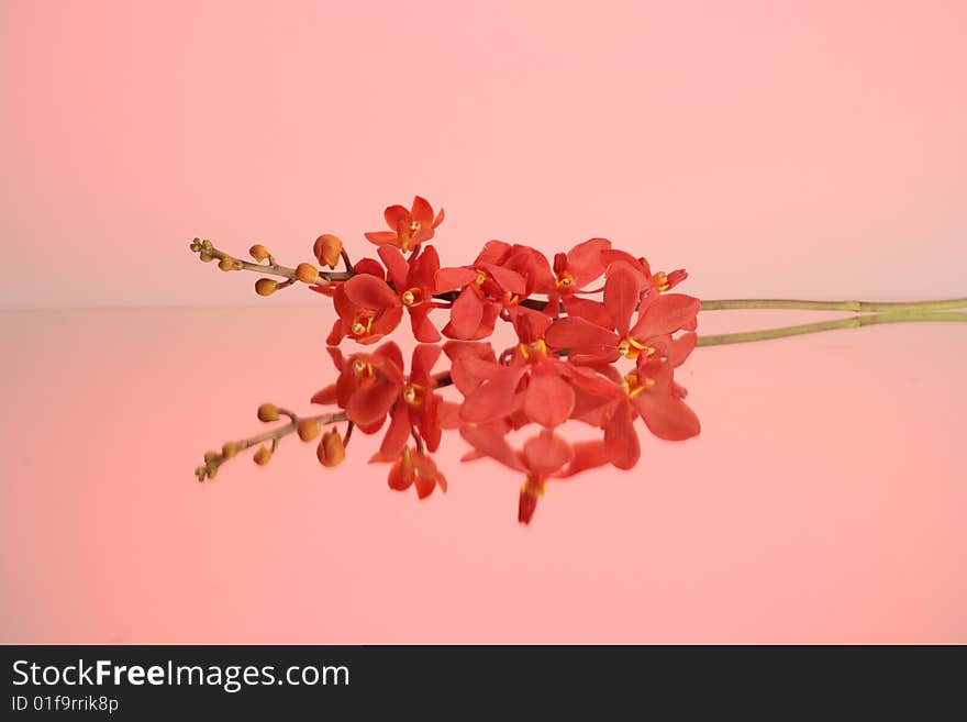 Pink Orchids