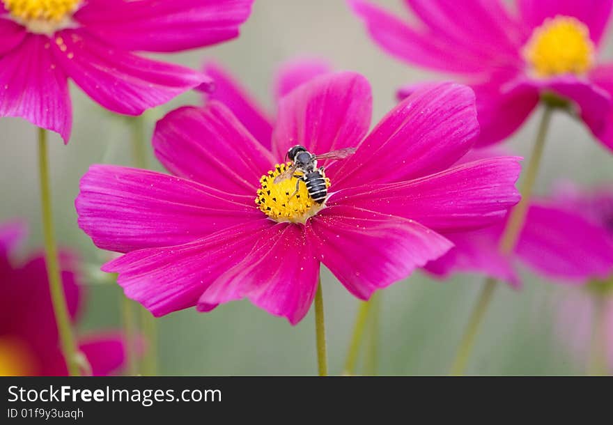 Group of pink summer flowers with a bee pollinating. Group of pink summer flowers with a bee pollinating