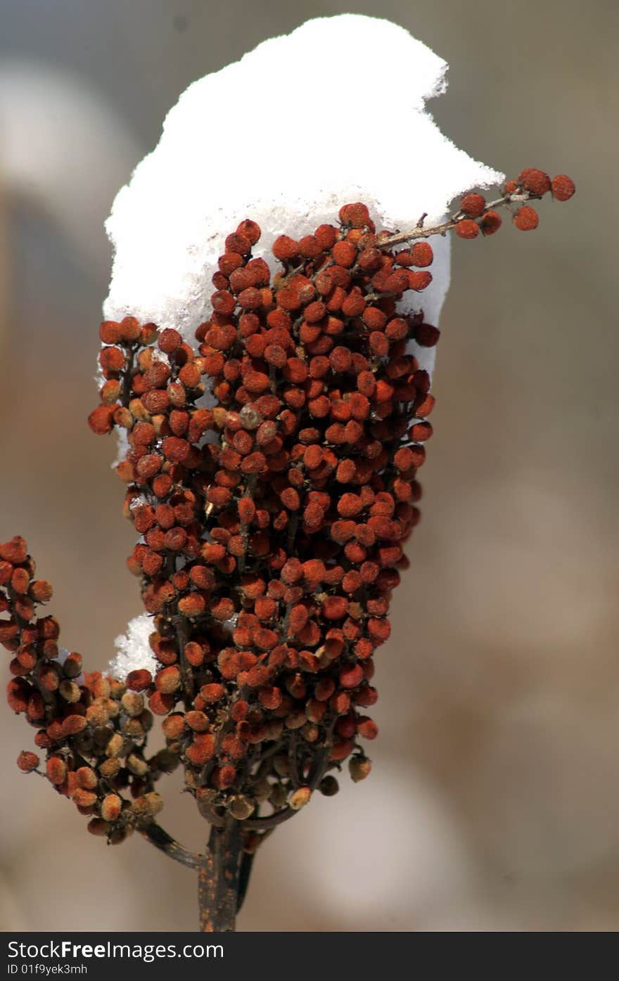 Sumac in the snow