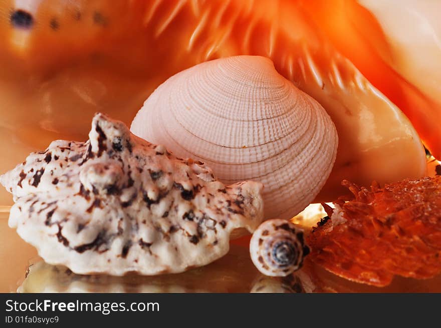 Sea Cockleshells.