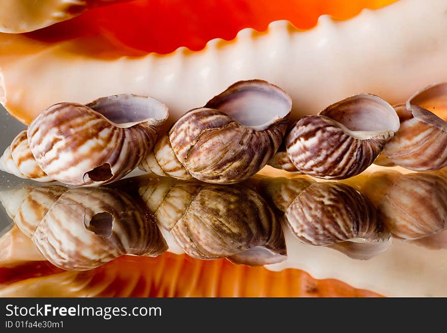 Sea Cockleshells.