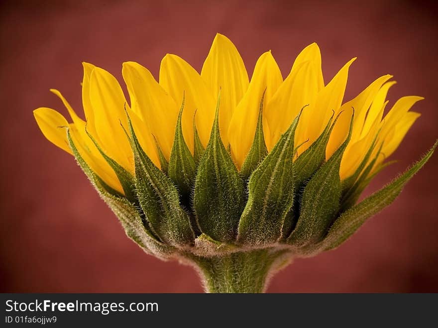 Yellow sunflower blossom