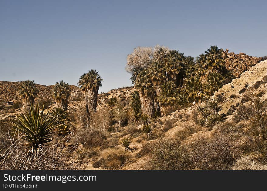 Desert Oasis With California Fan Palms