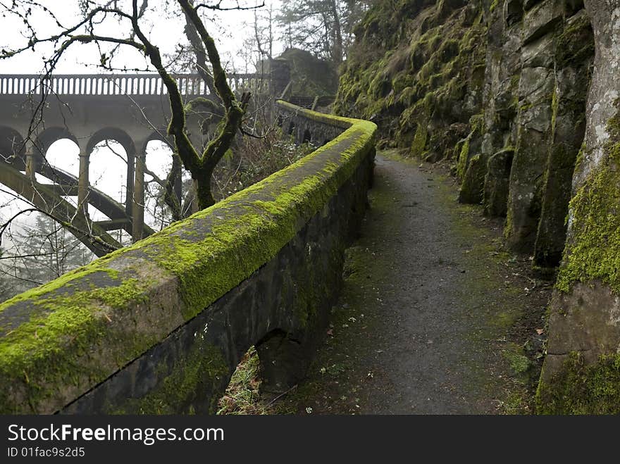 Moss covered wall along a hiking trail on a foggy day.