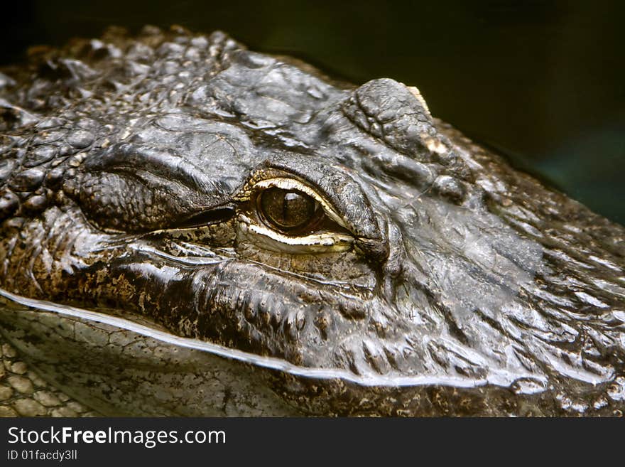 Alligator