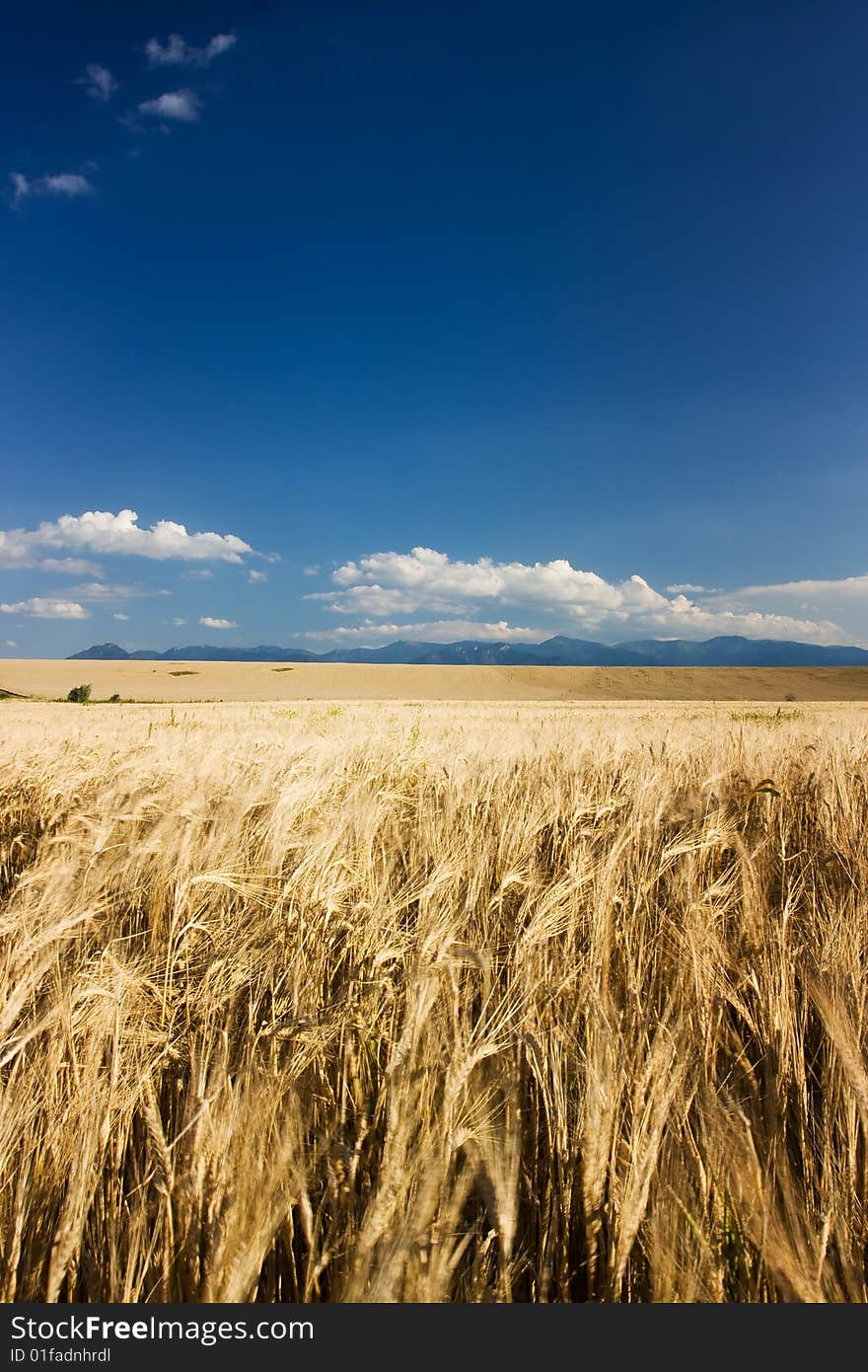 Wheat field in the wind with blue sky