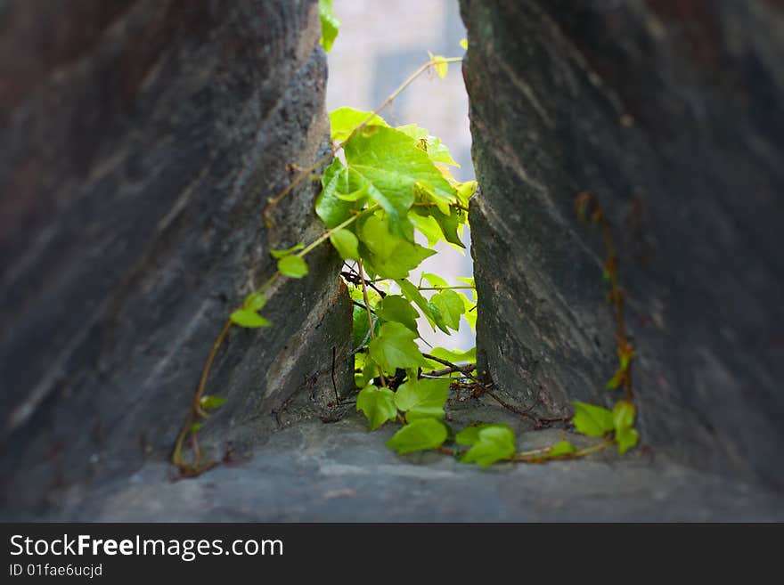 Ivy sprout at the loophole of old stone military installations. Ivy sprout at the loophole of old stone military installations.