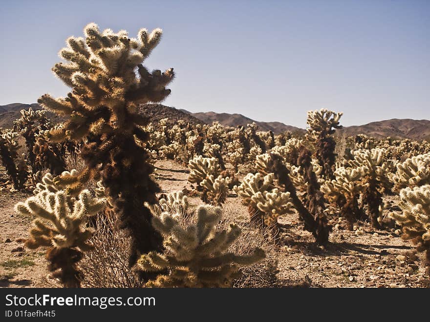 Cholla Cactus Garden