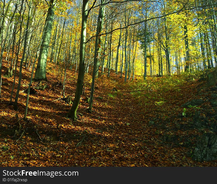 Autumn colors in the forest - panorama. Autumn colors in the forest - panorama