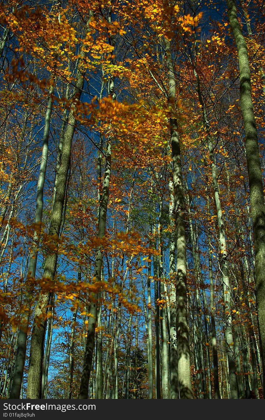 Autumn colors in the forest - panorama. Autumn colors in the forest - panorama