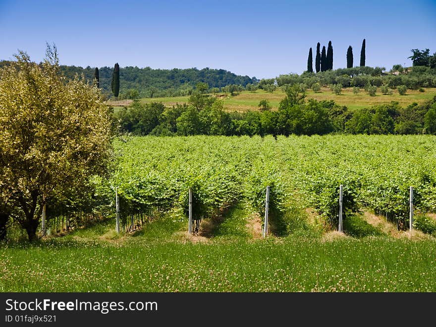 Italian vineyard